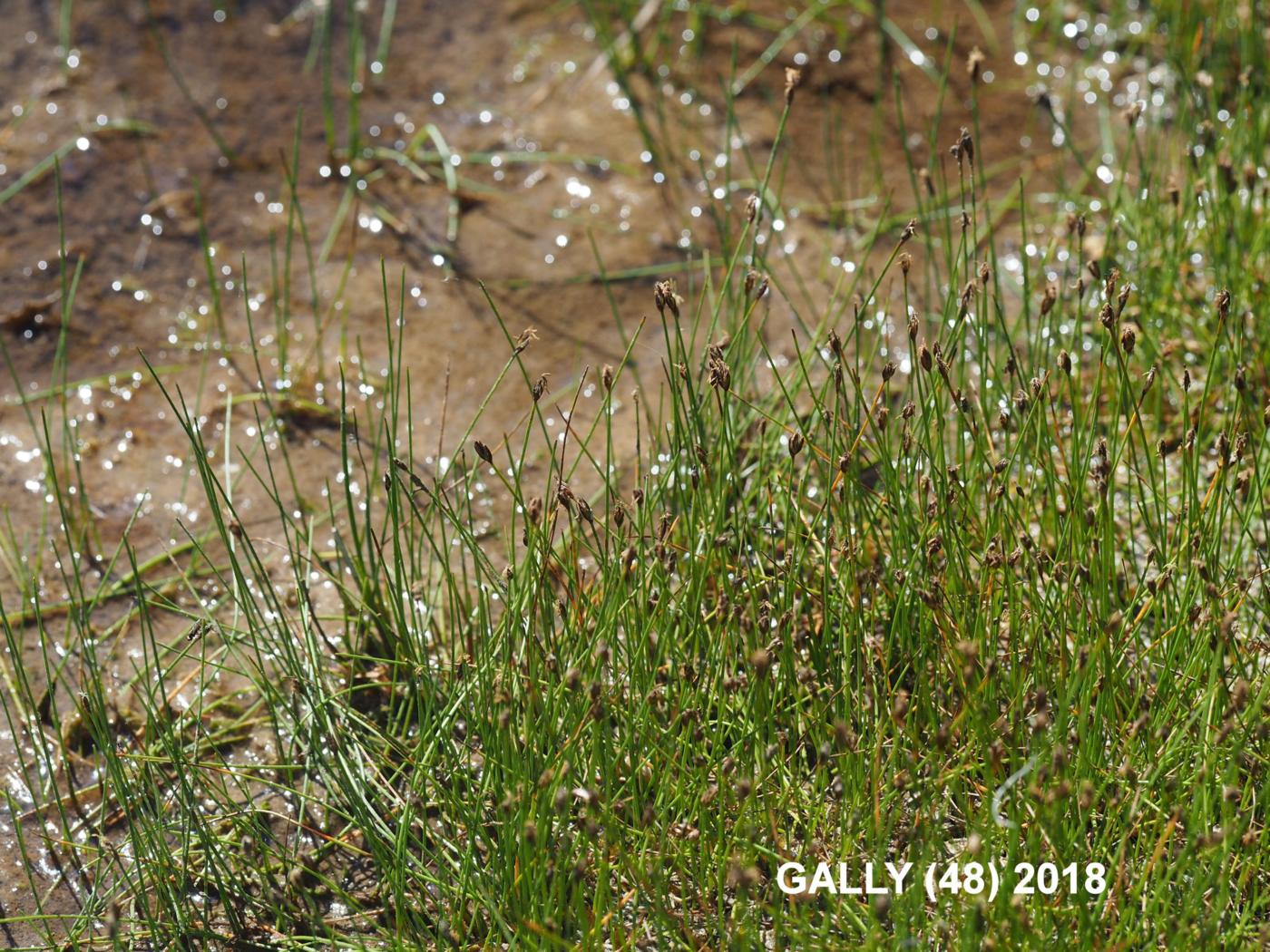 Club-rush, Few Flowered plant